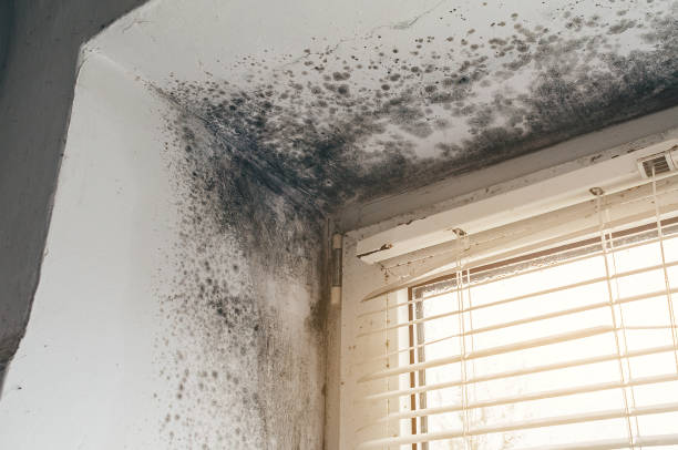 Affordable Mold Removal solutions in Capron, IL